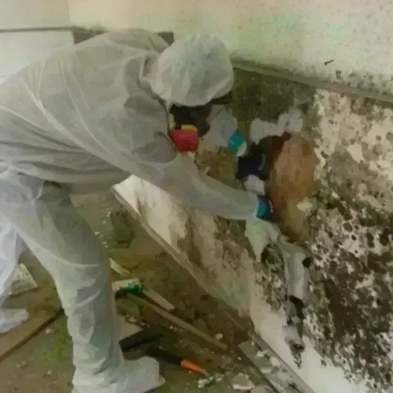 Mold Remediation and Removal in Oak View, CA